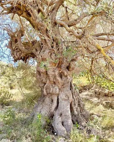Matta Manna Ulivo Millenario