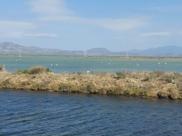 Flamingos view