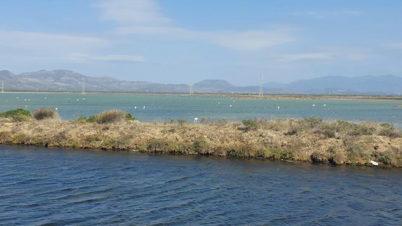 Flamingos view