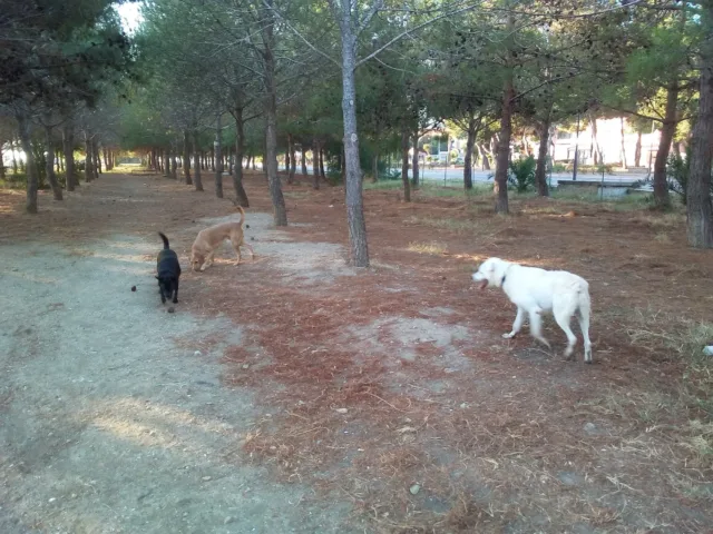 Area Sgambamento Cani