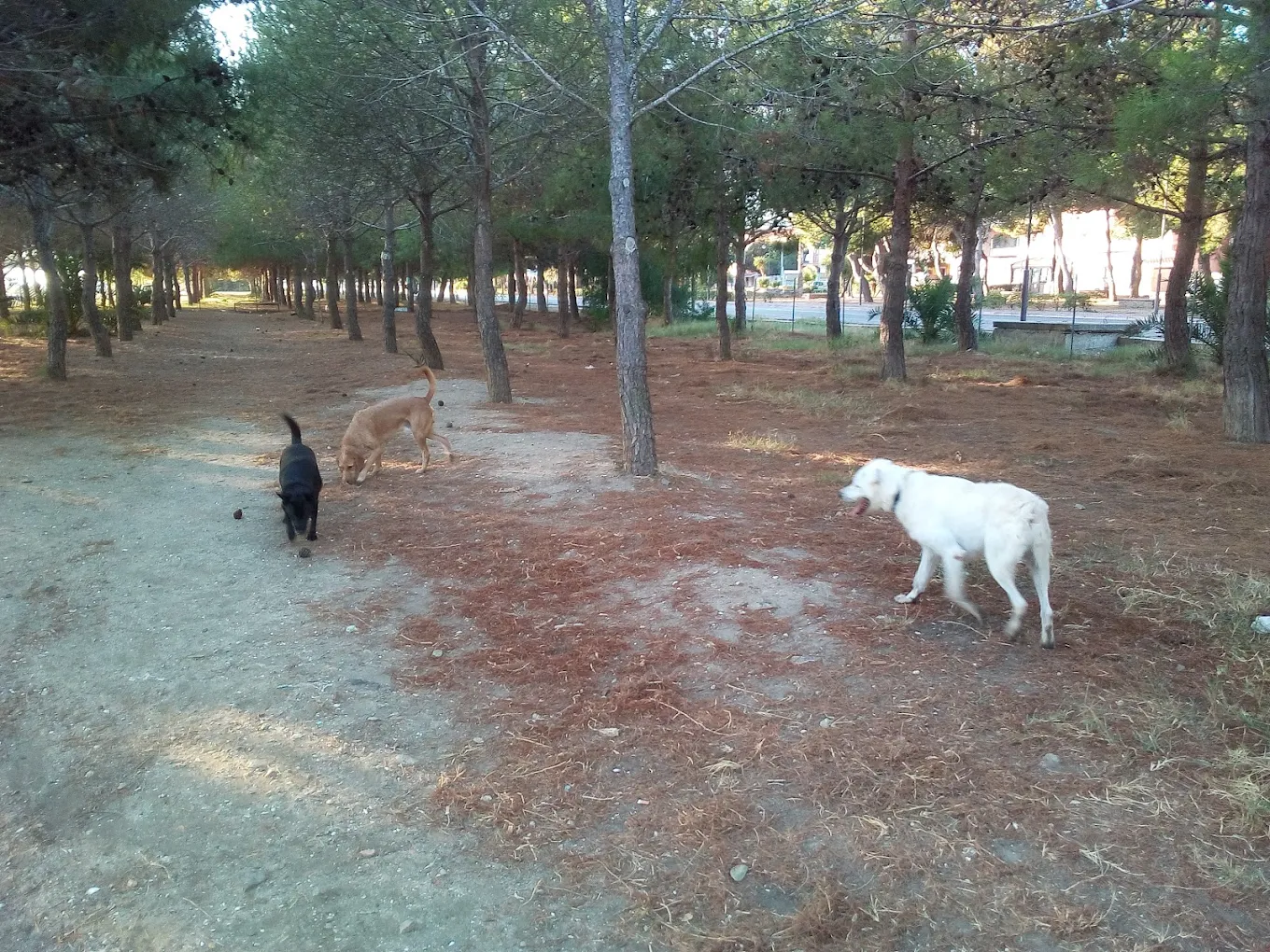 Area Sgambamento Cani