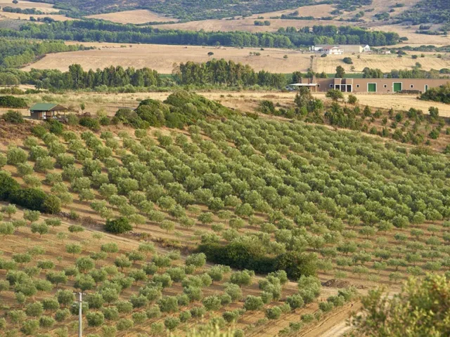 Azienda Elia Argiolas