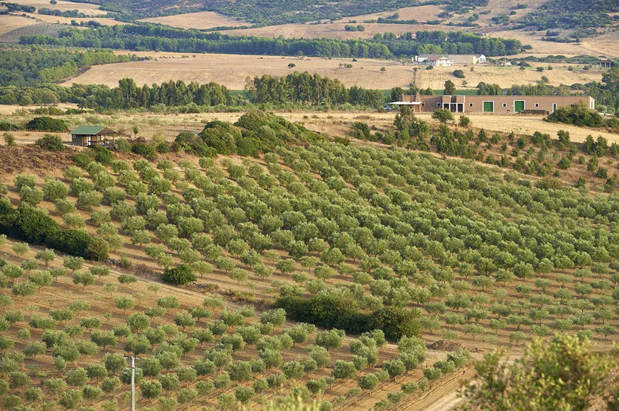 Azienda Elia Argiolas