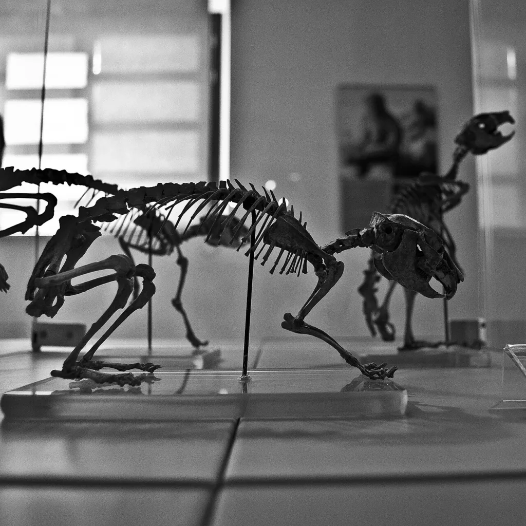 Scheletri montati in una vetrina del Museo PAS–Martel