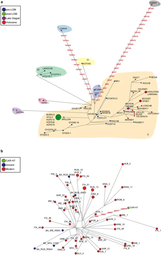 Reti di confronto del DNA mitocondriale nello studio del 2017, figura 2: non un albero genealogico individuale completo.