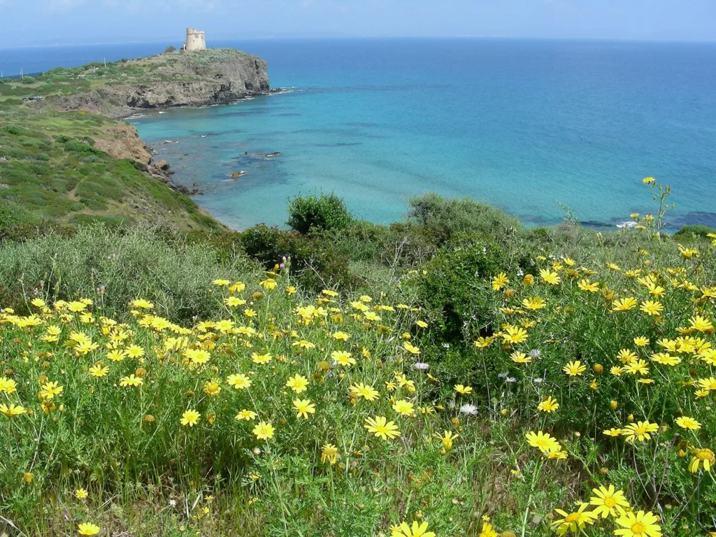 La torre osservata dalla costa, con vegetazione fiorita in primo piano