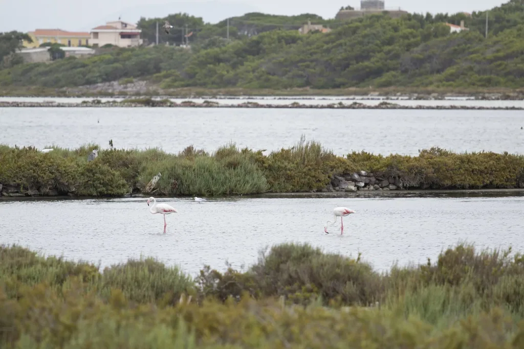 Fenicotteri fotografati nei bacini delle saline di Carloforte