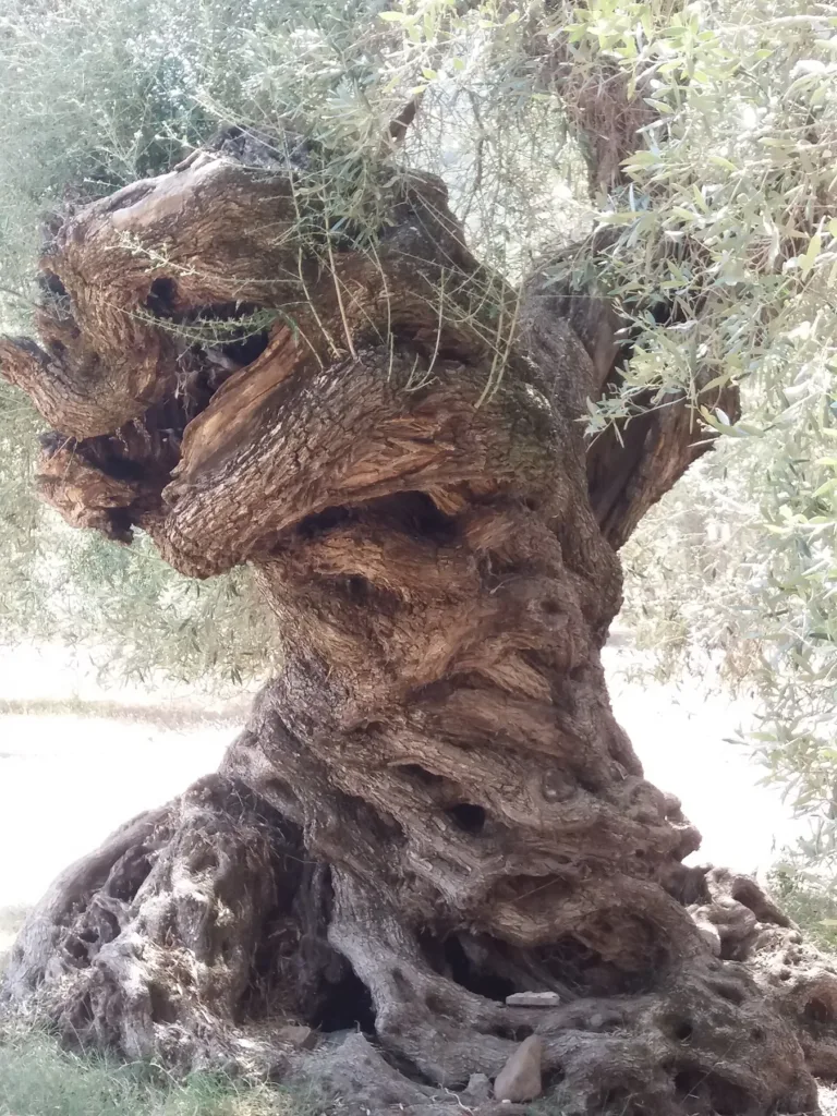 Tronco scolpito dal tempo nell’oliveto di S’Ortu Mannu, nel 2019