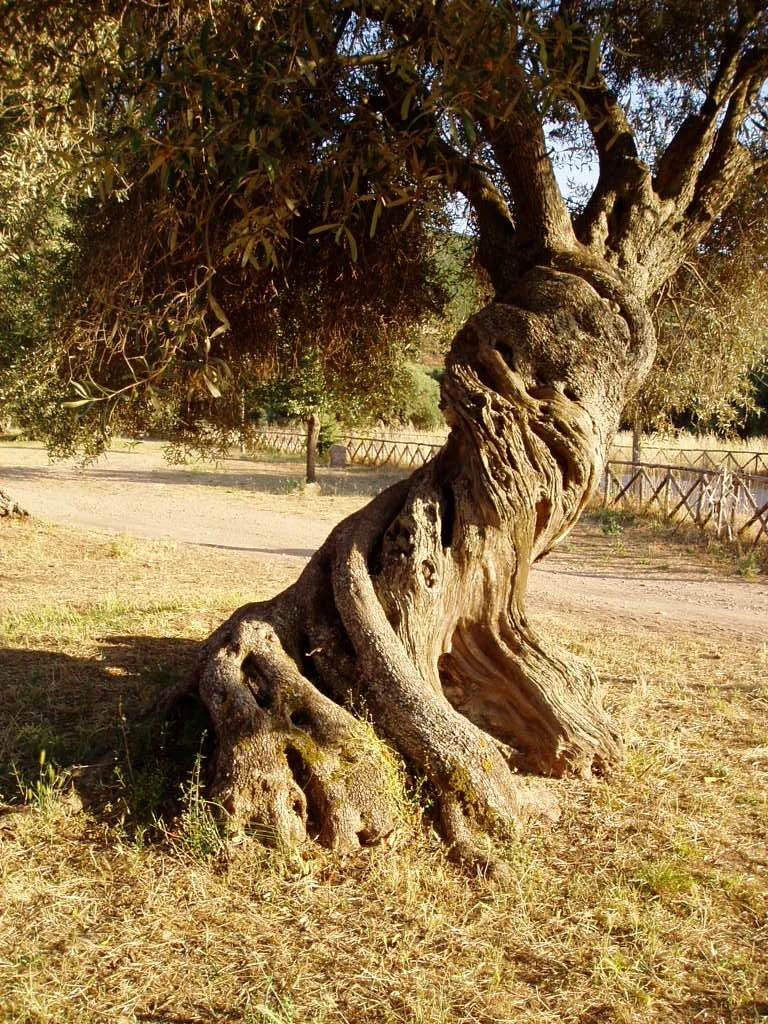 Un olivo di S’Ortu Mannu, fotografia del 2004