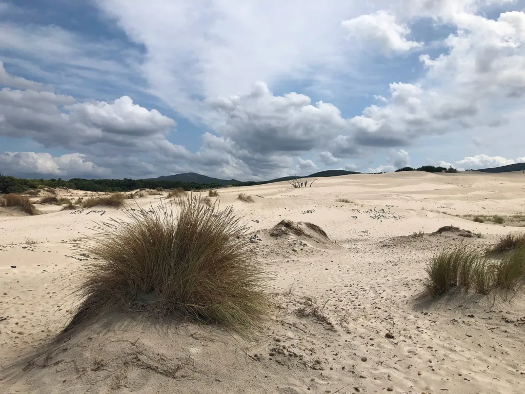 Rilievi sabbiosi e ciuffi di vegetazione nelle dune di Porto Pino, nel 2019