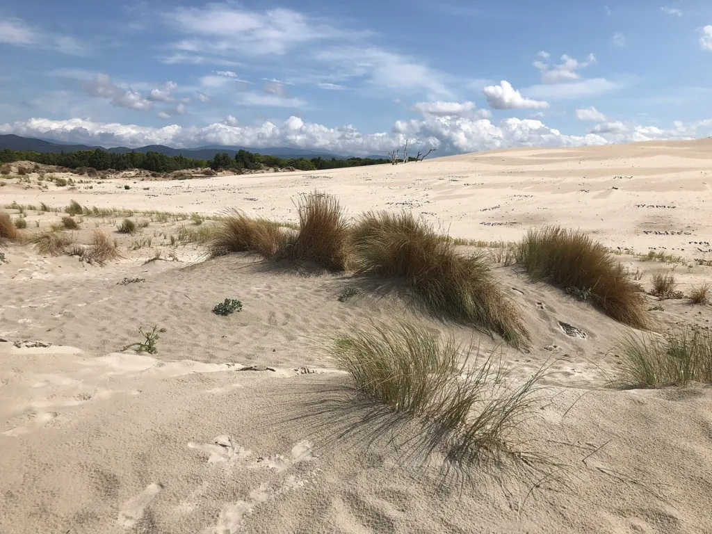 Una veduta distinta del paesaggio dunale di Porto Pino nel 2019